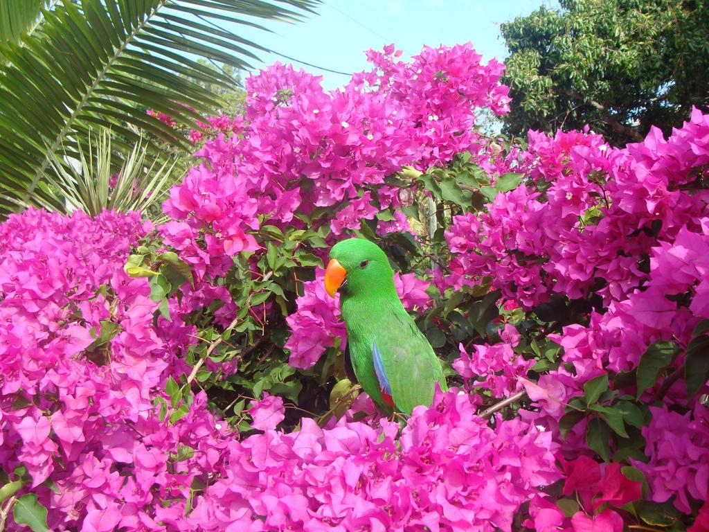 יורקיס נוב Villa Marine Holiday Apartments Cairns מראה חיצוני תמונה